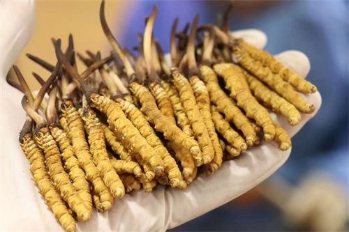 冬蟲夏草可調(diào)節(jié)神經(jīng) 冬蟲夏草對(duì)神經(jīng)有什么作用？