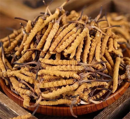 冬蟲(chóng)夏草一斤多少錢(qián)？購(gòu)買(mǎi)冬蟲(chóng)夏草時(shí)需要考慮的5個(gè)因素