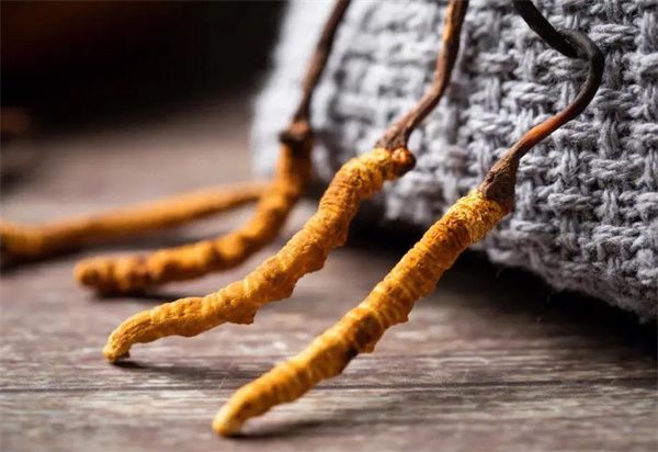 冬蟲夏草什么價格？冬蟲夏草2024價格表