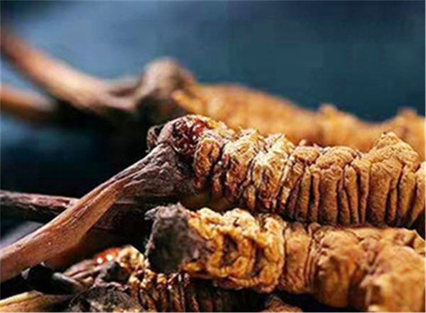 冬蟲夏草包含哪些營養(yǎng)成分？冬蟲夏草的營養(yǎng)價值詳解