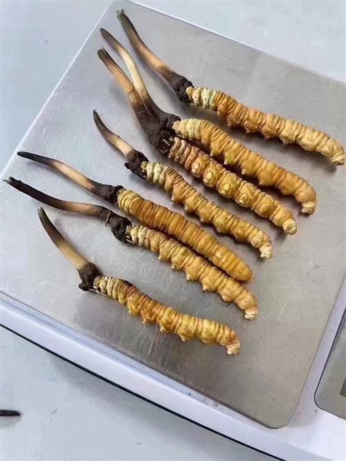 冬蟲夏草煮還是泡好？兩種食用方法的對比分析