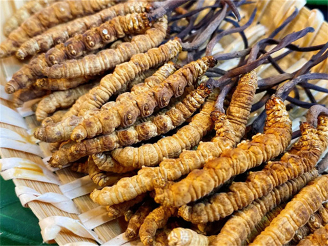 天然冬蟲夏草是怎么形成的？天然冬蟲夏草的形成過程