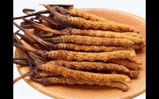 冬蟲(chóng)夏草和蛹蟲(chóng)草有哪些地方不一樣？冬蟲(chóng)夏草和蛹蟲(chóng)草6個(gè)方面的區(qū)別
