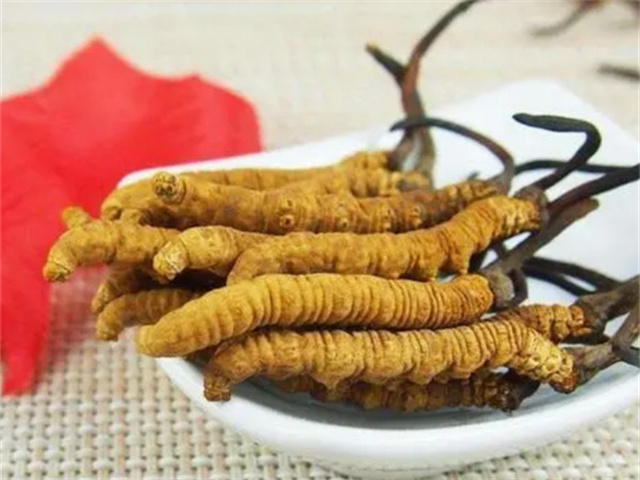 冬蟲夏草怎么食用？冬蟲夏草的4種食用方法