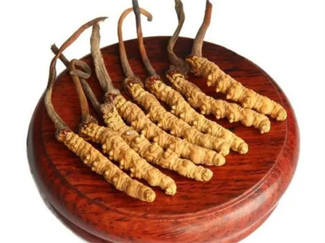 老人能吃冬蟲夏草嗎？老年人食用冬蟲夏草的4個好處