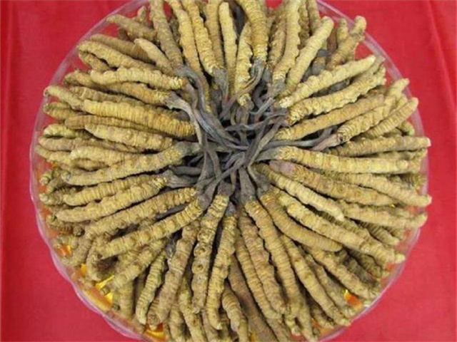 冬蟲(chóng)夏草價(jià)格一克多少錢(qián)？影響冬蟲(chóng)夏草價(jià)格的4個(gè)因素