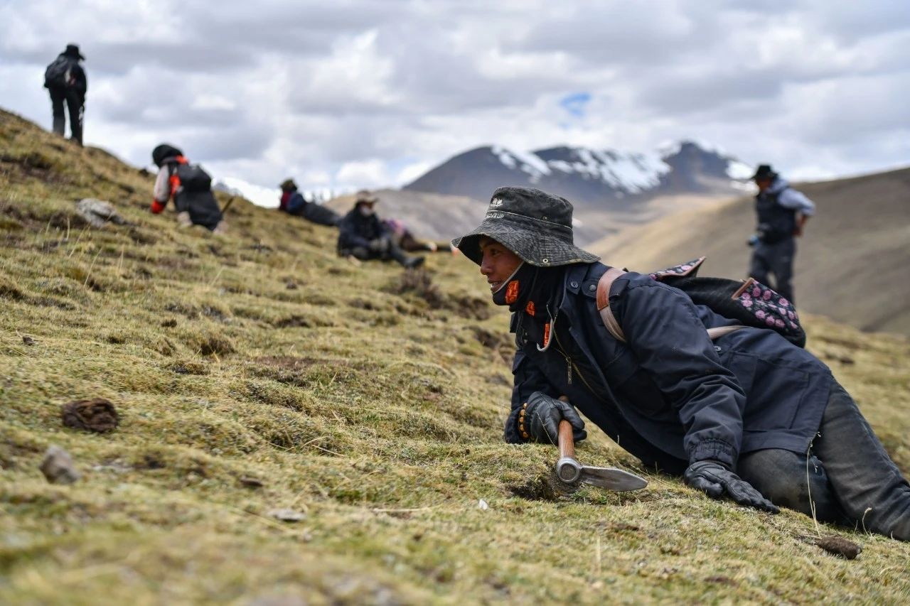 2.99萬公斤！那曲市冬蟲夏草產(chǎn)量創(chuàng)新高