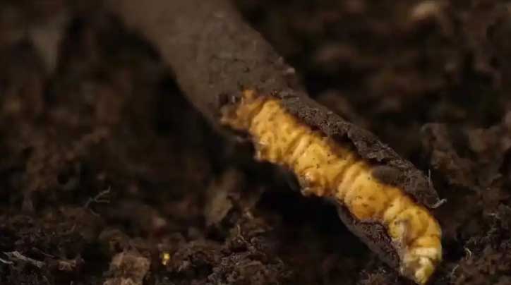 冬蟲夏草：高原之靈，健康之謎