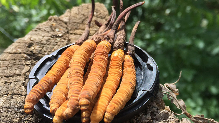 如何辨別優(yōu)質(zhì)那曲蟲草？掌握這幾招，輕松避開陷阱！