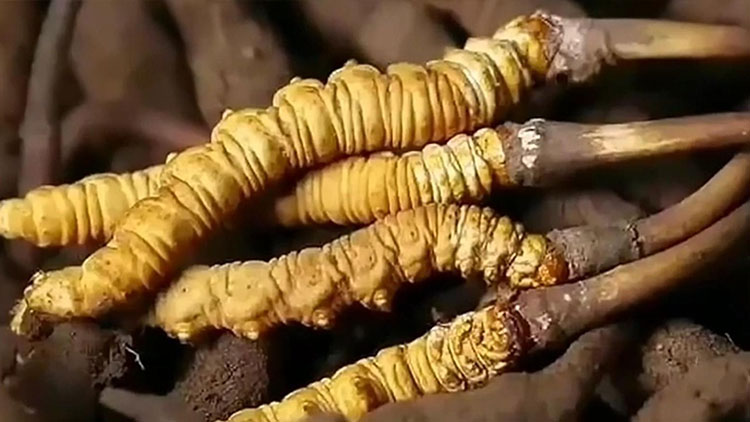  那曲蟲草市場亂象揭秘：如何避免買到假貨？