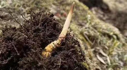  <a href=http://m.jasw8.com/xinxian/ target=_blank class=infotextkey>鮮冬蟲夏草</a>的多樣食用方法