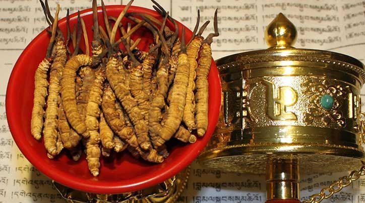 <a href=http://m.jasw8.com/ target=_blank class=infotextkey>那曲<a href=http://m.jasw8.com/ target=_blank class=infotextkey>冬蟲(chóng)夏草</a></a>的有哪些藥用價(jià)值