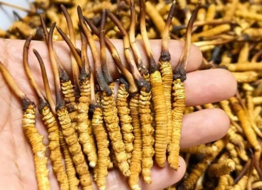 <a href=http://m.jasw8.com/sdph/zcw/ target=_blank class=infotextkey>珍草王冬蟲夏草</a>是真的嗎？