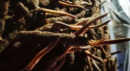 <a href=http://m.jasw8.com/xinxian/ target=_blank class=infotextkey>新<a href=http://m.jasw8.com/xinxian/ target=_blank class=infotextkey>鮮冬蟲夏草</a></a>的多種食用方法