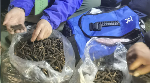 新鮮那曲蟲草多少錢一根？揭秘冬蟲夏草的價(jià)格密碼