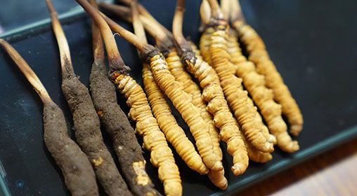 新鮮<a href=http://m.jasw8.com/jiage/ target=_blank class=infotextkey>冬蟲夏草價(jià)格</a>查詢