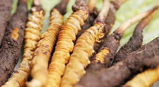 <a href=http://m.jasw8.com/xinxian/ target=_blank class=infotextkey>新<a href=http://m.jasw8.com/xinxian/ target=_blank class=infotextkey>鮮冬蟲夏草</a></a>怎么洗 