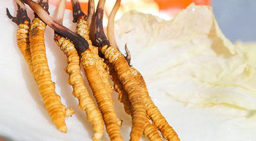 <a href=http://m.jasw8.com/xinxian/ target=_blank class=infotextkey>新<a href=http://m.jasw8.com/xinxian/ target=_blank class=infotextkey>鮮冬蟲夏草價格</a></a>  