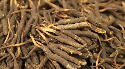 新鮮的冬蟲(chóng)夏草怎么吃最好