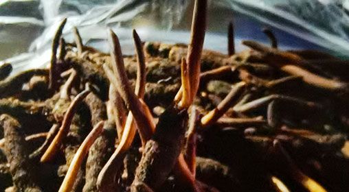 <a href=http://m.jasw8.com/xinxian/ target=_blank class=infotextkey>新<a href=http://m.jasw8.com/xinxian/ target=_blank class=infotextkey>鮮冬蟲(chóng)夏草</a></a>營(yíng)養(yǎng)有哪些呢