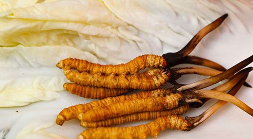 那曲雪域<a href=http://m.jasw8.com/xinxian/ target=_blank class=infotextkey>新<a href=http://m.jasw8.com/xinxian/ target=_blank class=infotextkey>鮮冬蟲(chóng)夏草</a></a>