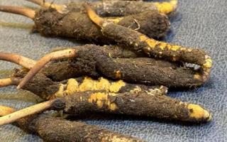 新鮮冬蟲(chóng)夏草壞了：原因、識(shí)別與應(yīng)對(duì)策略