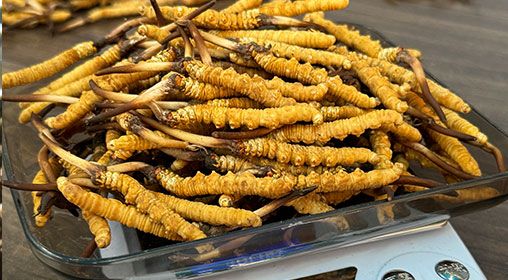 <a href=http://m.jasw8.com/s/brxcc target=_blank class=infotextkey>比如縣冬蟲夏草</a>新鮮度