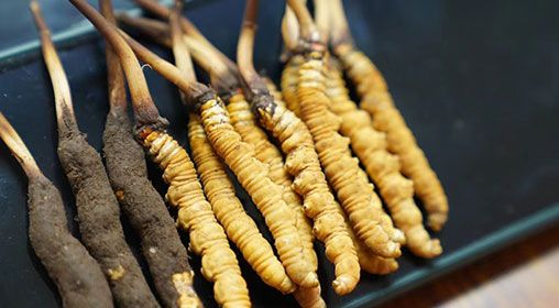 魚(yú)翅與<a href=http://m.jasw8.com/xinxian/ target=_blank class=infotextkey>新<a href=http://m.jasw8.com/xinxian/ target=_blank class=infotextkey>鮮冬蟲(chóng)夏草</a></a>