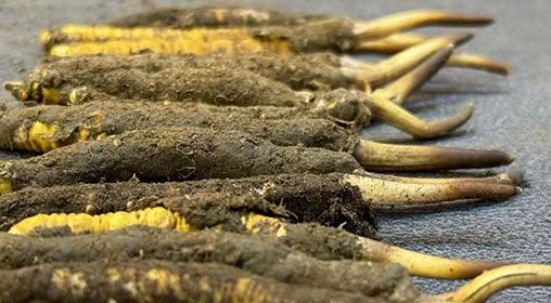 那曲<a href=http://m.jasw8.com/xinxian/ target=_blank class=infotextkey>新<a href=http://m.jasw8.com/xinxian/ target=_blank class=infotextkey>鮮冬蟲夏草</a></a>采摘