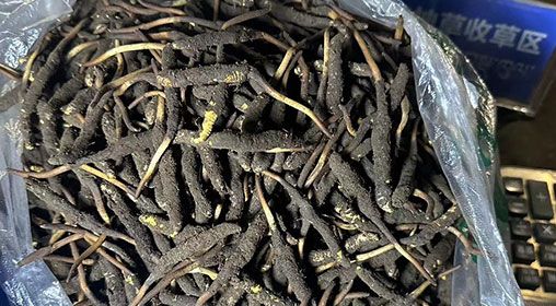 <a href=http://m.jasw8.com/xinxian/ target=_blank class=infotextkey>新<a href=http://m.jasw8.com/xinxian/ target=_blank class=infotextkey>鮮冬蟲(chóng)夏草</a></a>出售