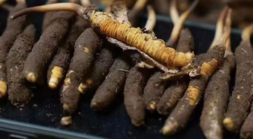 新鮮冬蟲(chóng)夏草發(fā)貨