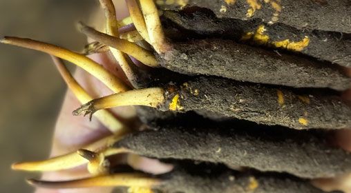 <a href=http://m.jasw8.com/xinxian/ target=_blank class=infotextkey>新<a href=http://m.jasw8.com/xinxian/ target=_blank class=infotextkey>鮮冬蟲夏草</a></a>晾曬