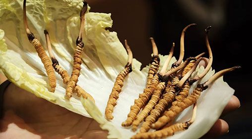 冷藏<a href=http://m.jasw8.com/xinxian/ target=_blank class=infotextkey>新<a href=http://m.jasw8.com/xinxian/ target=_blank class=infotextkey>鮮冬蟲夏草</a></a>   