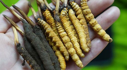 <a href=http://m.jasw8.com/xinxian/ target=_blank class=infotextkey>新<a href=http://m.jasw8.com/xinxian/ target=_blank class=infotextkey>鮮冬蟲夏草</a></a>服用