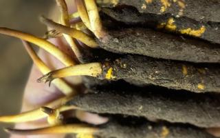 新鮮冬蟲夏草晾曬