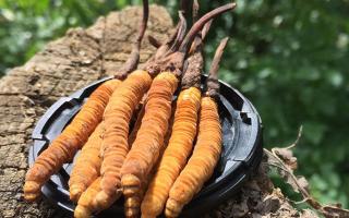 哪個牌子的冬蟲夏草好？2024年權威選購指南