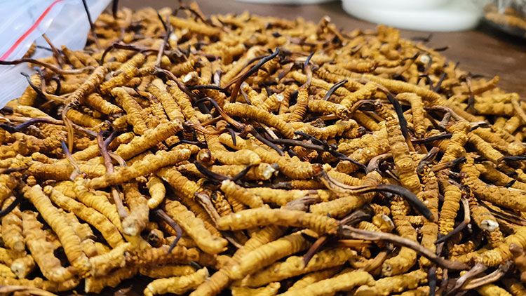 深圳<a href=http://m.jasw8.com/zhengce/ target=_blank class=infotextkey>冬蟲(chóng)夏草交易</a>市場(chǎng)：南中國(guó)蟲(chóng)草貿(mào)易的黃金樞紐