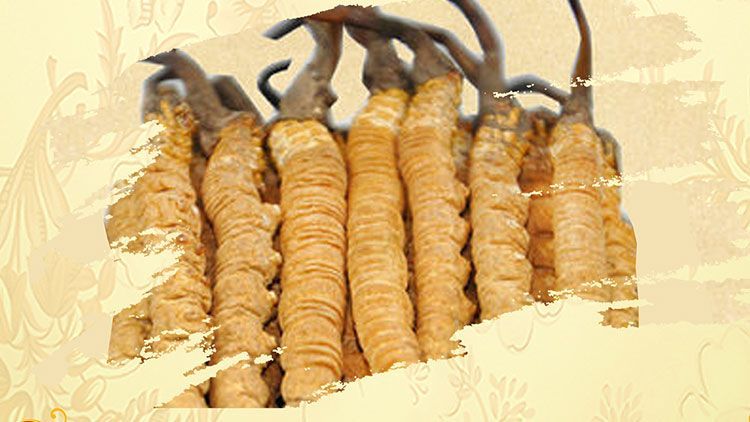 冬蟲(chóng)夏草御寒效果好嗎？科學(xué)解讀其抗寒機(jī)制