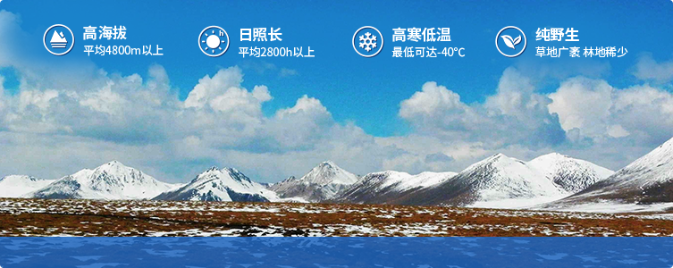 為什么說(shuō)西藏那曲的冬蟲(chóng)夏草，是品質(zhì)最好的蟲(chóng)草！