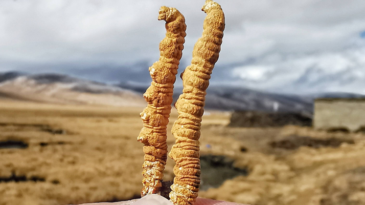 全球<a href=http://m.jasw8.com/ target=_blank class=infotextkey>冬蟲夏草</a>核心產地分布圖鑒（2024最新版）