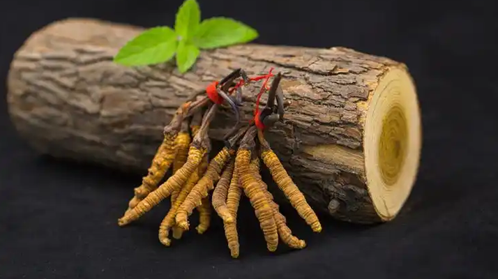 ?蟲草花 vs 冬蟲夏草：本質(zhì)區(qū)別全解析（2024最新版）?