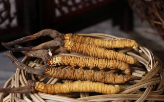 ?冬蟲夏草真假鑒別權(quán)威指南（2024最新版）