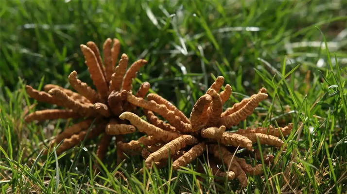 回收<a href=http://m.jasw8.com/jiage/ target=_blank class=infotextkey>冬蟲夏草多少錢</a>