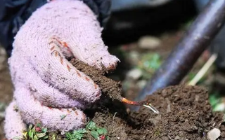 冬蟲(chóng)夏草什么季節(jié)采挖