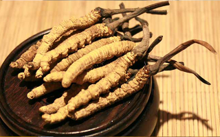 未來冬蟲夏草會漲價嗎？