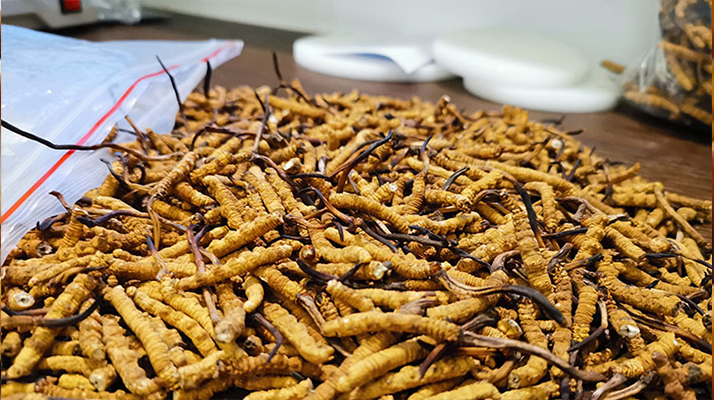 產(chǎn)地冬蟲夏草辨別指南