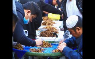 西寧冬蟲夏草交易中心：蟲草貿易的核心樞紐