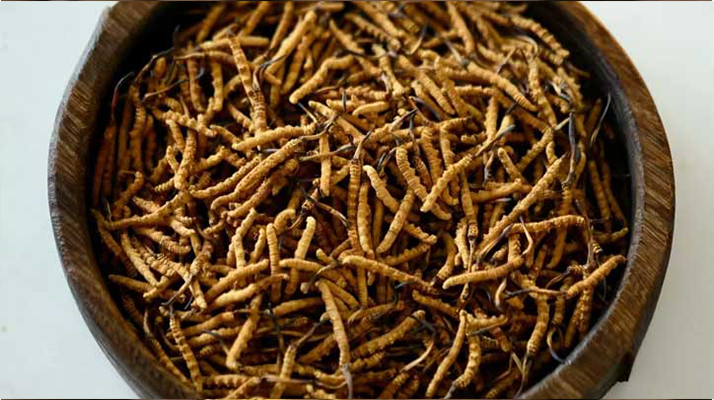 <a href=http://m.jasw8.com/ target=_blank class=infotextkey>冬蟲(chóng)夏草</a>真?zhèn)伪鎰e全攻略：五招識(shí)破 “李鬼”