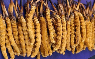 冬蟲(chóng)夏草價(jià)格解析：一文讀懂 “軟黃金” 的價(jià)值密碼