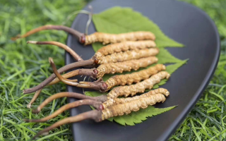鮮冬蟲(chóng)夏草價(jià)格揭秘：一根究竟值多少錢？